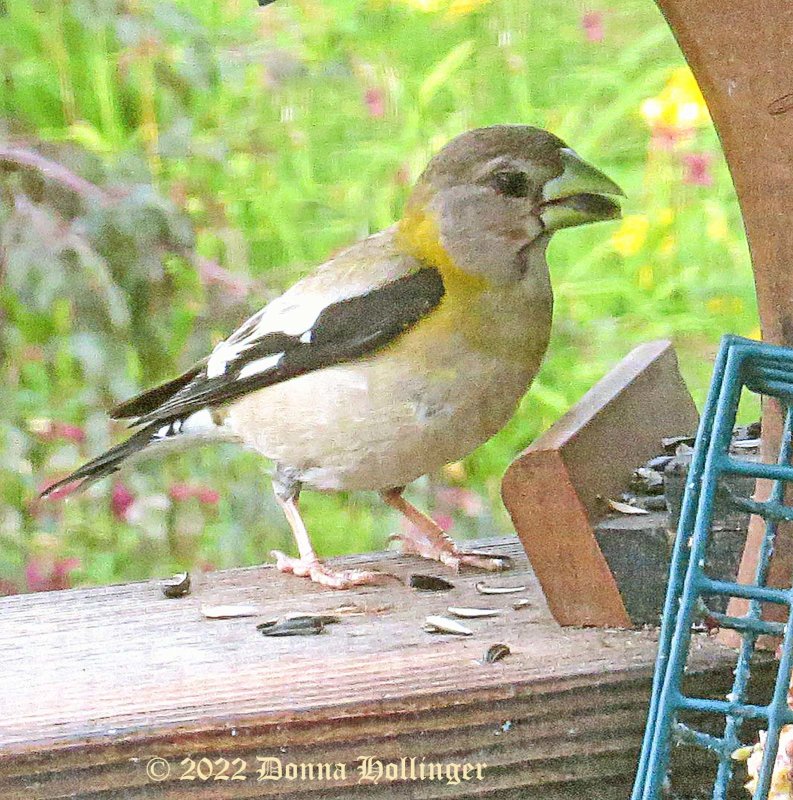This morning the female Evening Grosbreak