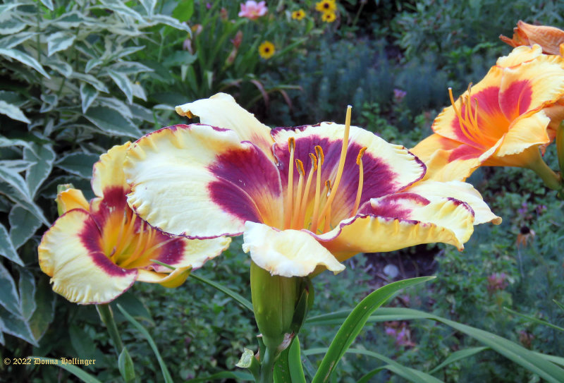 Daylillies After the Rain
