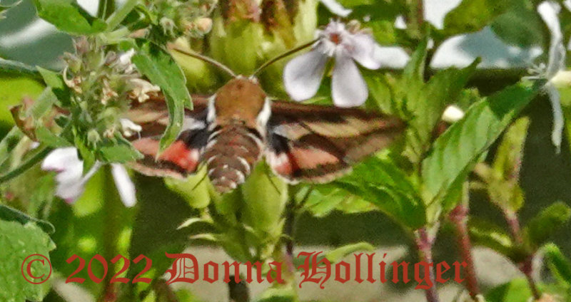 Hummingbird Moth in the Bouncing Bette