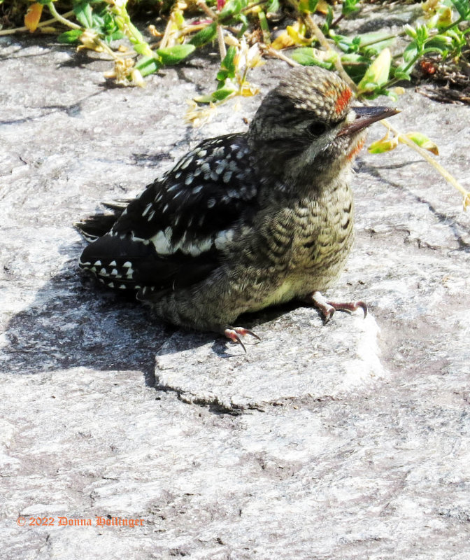 Immature Male Sapsucker