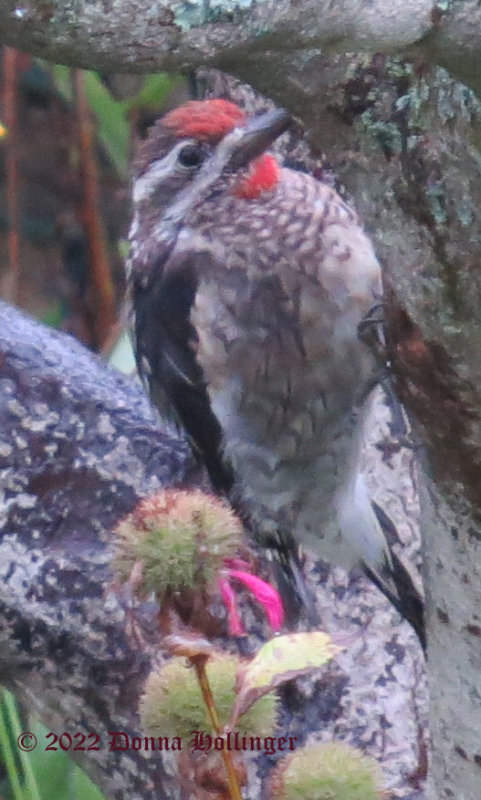 Immature Male Sapsucker