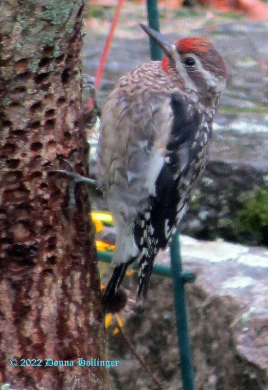 Male Immature Sapsucker
