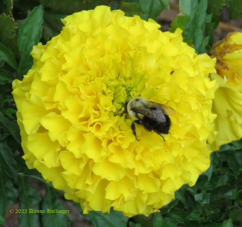 The Bumblebee and the Marigold