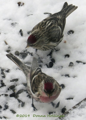 Two Redpolls...we have been waiting!