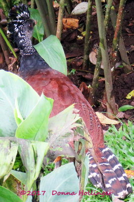 Female Currasow turning