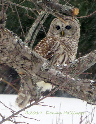 Second Barred Owl