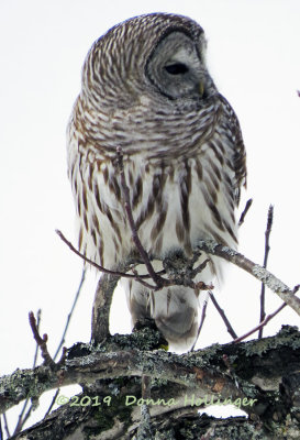 i think this is the female Barred Owl  from a couple of days ago