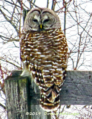 Barred Owl Last night's last look!