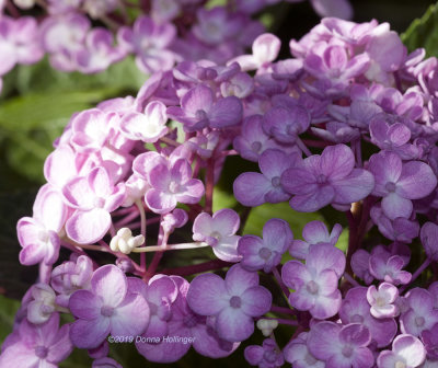 hydrangea buds in cyprus 2006