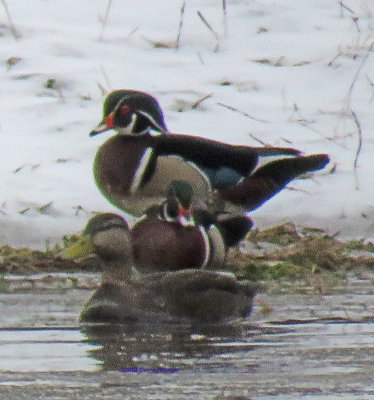 A Pair of Wood Ducks first we have seen this spring!