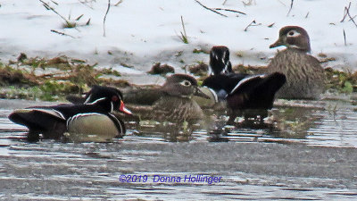Two males and two Females Woodducks