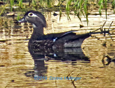 Female Woodduck