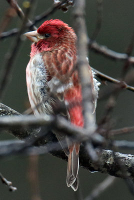 First Day i have seen Purple Finches this year