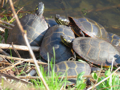 Possibly ten turtles sunning yesterday