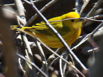 Yellow Warbler at Runnymede