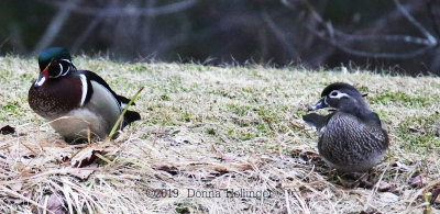 Mr. and Mrs.  Woodduck