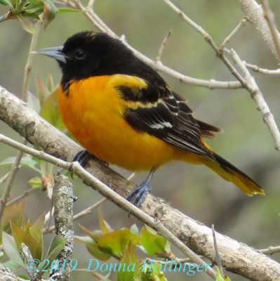 My second visit from a Baltimore Oriole