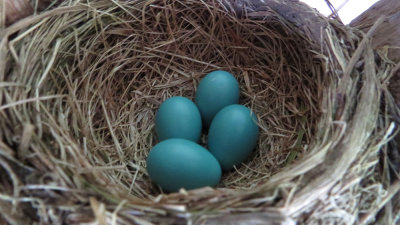 Four Robin Eggs