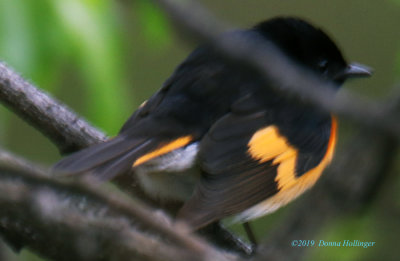 Male Redstart obstructed by branches