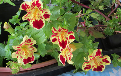 Mimulus Flowers Look like Orchids