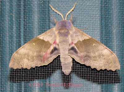 Sweet Heart Underwing Moth?