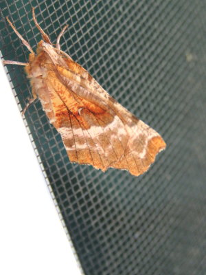 A smallish moth who appeared only for minutes