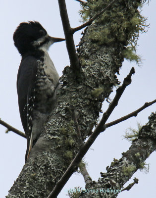 Profile of a Black backed Woodpecker