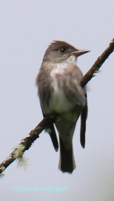 Olive Sided Flycatcher