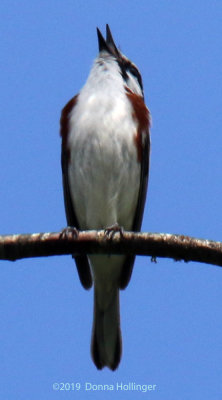 Chestnut-sided Warbler Singing