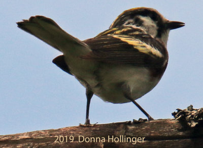 Chestnut Sided Warbler