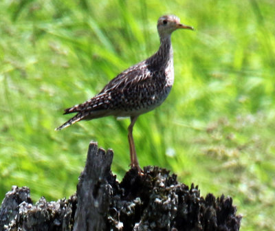 Upland Sandpiper