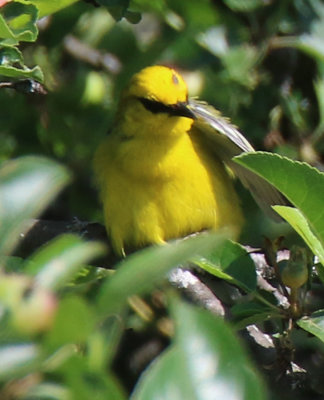 Blue Winged Warbler (with a mite or a tick on its head?)