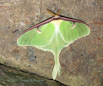 My First Luna Moth this Year