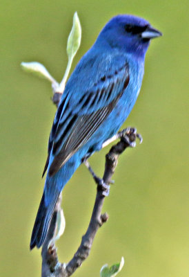 Indigo Bunting for One Second!