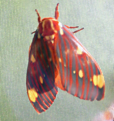 Citheronia, Regal Moth