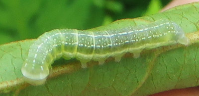 dot.caterpillar.9947.copy.jpg