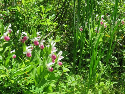 Lady Slippers in the Strafford Town Forest