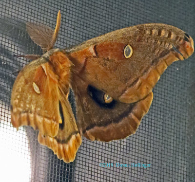 Polyphemous Moth (Antheraea polyphemus)