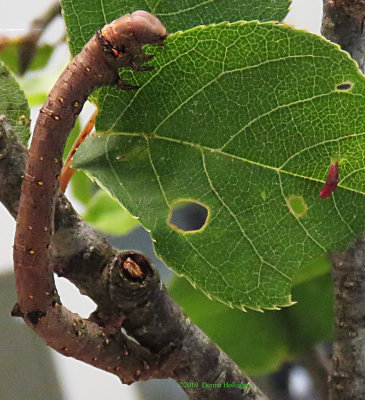 Twig Inchworm: Euchlaena 