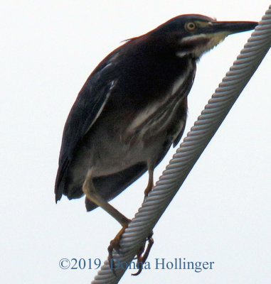 Green Heron on the Wire