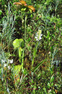 Pitcher plants with Flower 