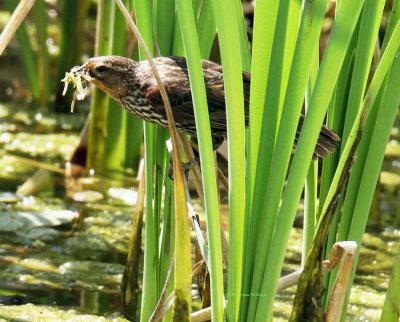 Female RedWinged Blackbird with dragonflies for babies?