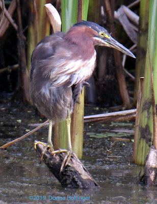 Green Heron