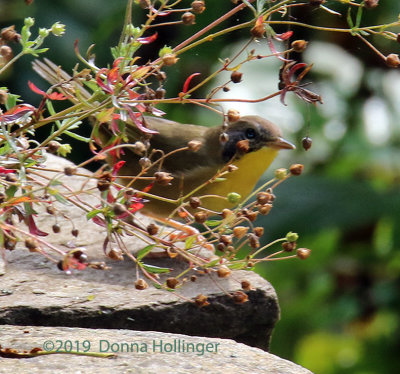 Common YellowThroat