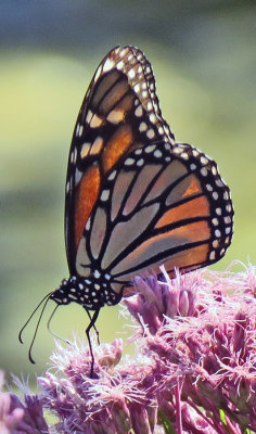 Lots of monarchs lately!