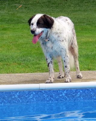 Kensie, the Pool Dog!