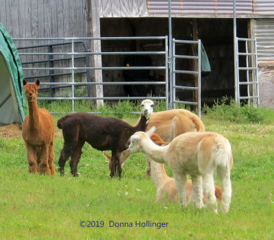 Newest Alpacas at Wallace's 