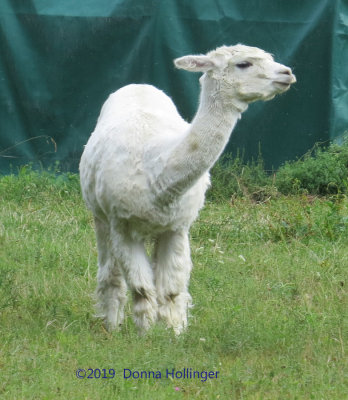 Growing Fast, the newest alpacas
