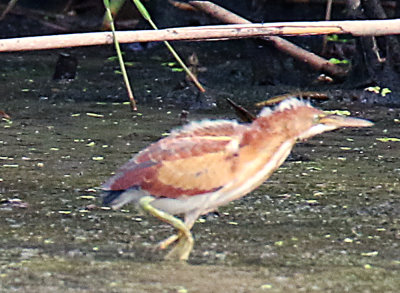 immature least bittern to see his foot!