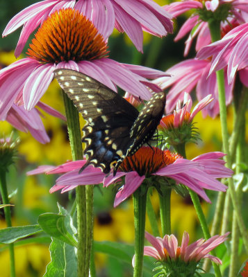 I overlooked this Papilio in Echinacea